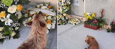 Perrito camina varios kilómetros para visitar la tumba de su dueño Perrito camina varios kilómetros para visitar la tumba de su dueño