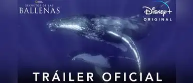 Disney revela el bello mundo de las ballenas en tráiler de nueva serie Disney revela el bello mundo de las ballenas en tráiler de nueva serie