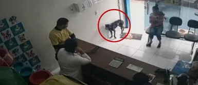 Perro llega herido a veterinaria para que lo ayuden Perro callejero herido entró en una veterinaria para que lo salven