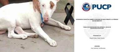 Joven realizó tesis sobre proceso de duelo frente a la pérdida de una mascota para graduarse Joven realizó tesis sobre proceso de duelo frente a la pérdida de una mascota para graduarse