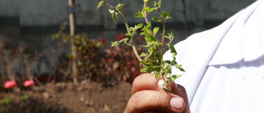 Plantas medicinales peruanas COVID-19: ¿Qué plantas medicinales consumir para fortalecer defensas y aliviar síntomas?