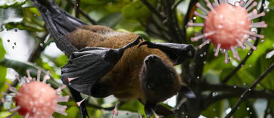 Descubren cuatro nuevos coronavirus relacionados con el de la covid en murciélagos de China Descubren cuatro nuevos coronavirus relacionados con el de la COVID-19 en murciélagos de China