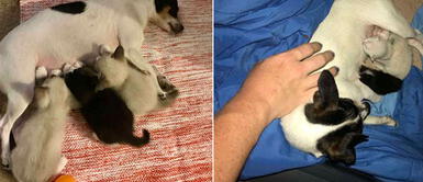 Perrita ‘adopta’ a tres gatitos como si fueran suyos tras perder a sus crías Perra ‘adopta’ y da de lactar a tres gatitos como si fueran suyos