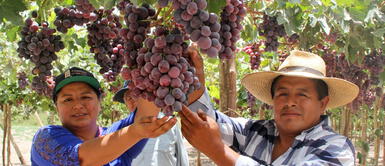 Agricultores piden ayuda tras caída de precio de uva a 0.40 céntimos el kilo Agricultores piden ayuda tras caída de precio de uva a 0.40 céntimos el kilo