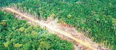 Narcos asesinaron a una decena de dirigentes de comunidades indígenas de Ucayali para realizar 46 pistas clandestinas Narcos aprovecharon pandemia para habilitar 46 pistas de vuelo en pueblos de Ucayali