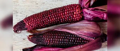 Investigadores peruanos elaboran nueva variedad de maíz morado rica en antioxidantes Científicos peruanos desarrollan nueva variedad de maíz morado rica en antioxidantes