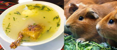 Caldo de cuy: beneficios y receta Nutritivo caldo de cuy: ¿Cómo prepararlo y qué beneficios tiene?