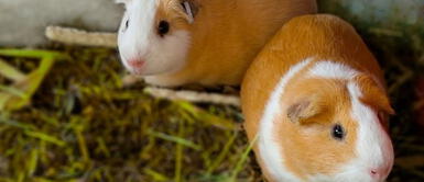 El consumo de la carne del cuy favorece la rehabilitación de pacientes con Covid 19 El consumo de la carne del cuy favorece la rehabilitación de pacientes con Covid 19