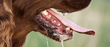 En lo que va del año ya se detectaron 27 canes con rabia en Arequipa Arequipa: casos de rabia canina se incrementan en tres distritos de la región