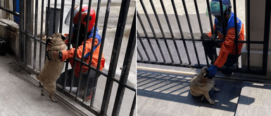 Mujer solicita delivery para que el repartidor juegue con su perrito Mujer pide "delivery extra" para que el repartidor engría a su cachorro