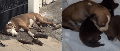 Perrita da a luz en la vereda y protege a sus crías antes de perder la conciencia Mamá perruna alumbra a sus crías en la calle y las protege hasta perder la conciencia