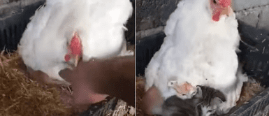 Gallina cuida y protege a tres gatitos que fueron abandonados por su madre Gallina cuida y protege a tres gatitos que fueron abandonados por su madre