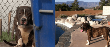 Pitbull callejero que era apedreado por niños fue rescatado: Pitbull callejero que era apedreado por niños fue rescatado: "Es muy tierno"