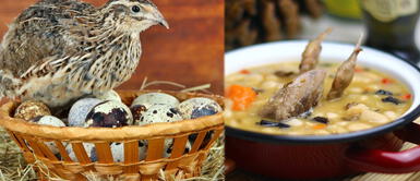 Caldo de codorniz: receta y beneficios. Nutritivo caldo de codorniz: ¿Cómo prepararlo y cuáles son sus beneficios?