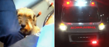 Cachorro corre detrás de la ambulancia que transporta a su dueño herido Cachorro corre detrás de la ambulancia que transporta a su dueño herido