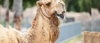 Parque de las Leyendas ofrece actividades online por Semana Santa Semana Santa 2021: conoce todas las actividades que ofrece el Parque de las Leyendas