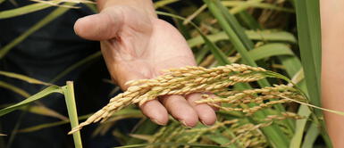 Cebada el superalimento contra el colesterol y el estreñimiento para tomar en casa La cebada, el poderoso aliado para regular el colesterol y combatir el estreñimiento