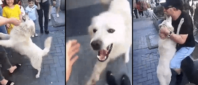 Perrito extraviado por meses protagoniza emotiva escena tras ser encontrado Perrito extraviado por meses protagoniza sentida escena tras ser hallado