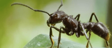 Conoce a la isula, la hormiga gigante que habita en la selva de Cusco Conoce a la isula, la hormiga gigante que habita en la selva de Cusco