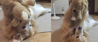 Perrito ama jugar en el suelo con su peluche como si fuera un niño Perrito ama jugar con su oso de peluche como si fuera un niño