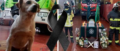 Bomberos se reúnen para despedir a perrita que los acompañó por 12 años Bomberos se reúnen para despedir a perrita que los acompañó por 12 años