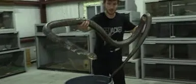 Joven casi recibe mortal mordida de serpiente cascabel durante grabación Joven se salva de mortal mordida de serpiente cascabel durante grabación