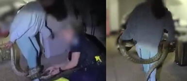 Pitón se enrolla en la pierna de una mujer Pitón se enrolla en la pierna de una mujer