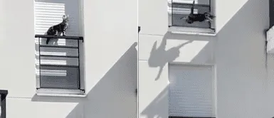 Denuncian que gatito fue encerrado dos días en una ventana como castigo Denuncian que gatito fue encerrado dos días en una ventana como castigo