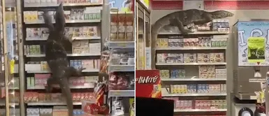 Enorme lagarto ingresó a supermercado y comenzó a derrumbar todo a su paso Enorme lagarto ingresó a supermercado y comenzó a derrumbar todo a su paso