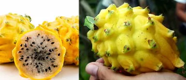 Pitahaya, superalimento de la Amazonia Pitahaya: conoce el superalimento amazónico que nutre y protege sistema inmune