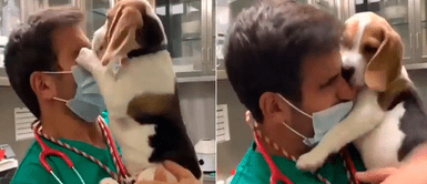 Perrito llena de besos a su veterinario luego de verlo tras varias semanas Perrito llena de besos a su veterinario luego de verlo tras varias semanas