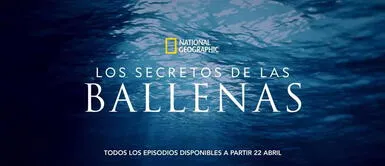 Disney+ revela el bello y misterioso mundo de las ballenas en el tráiler de “Los Secretos de las Ballenas” Disney+ revela el bello y misterioso mundo de las ballenas en el tráiler de “Los Secretos de las Ballenas”