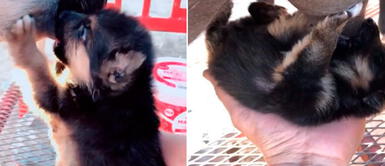 Perrito es amamantado por cabra tras ser rechazado por su camada Perrito es amamantado por cabra tras ser rechazado por su camada