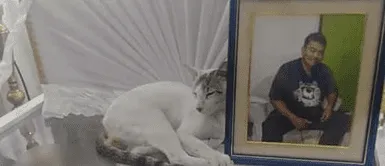 Gatito abraza el ataúd de su padre y se niega a darle el último adiós Gatito abraza el ataúd de su padre y se niega a darle el último adiós