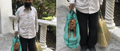 Anciano vende escobas junto a su perrito rescatado para sobrevivir: México: Anciano vende escobas junto a su perrito rescatado para sobrevivir: "El más fiel"