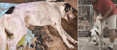 Perrito callejero que fue atropellado pudo sonreír al notar que lo ayudaban Perrito callejero que fue atropellado pudo sonreír al notar que lo ayudaban