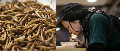 OMS pide suspender la venta de animales salvajes vivos en mercados por peligros sanitarios OMS pide suspender la venta de animales salvajes en mercados de todo el mundo