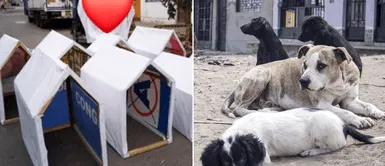 Ica: Propaganda electoral fue convertida en casitas para los perros callejeros Ica: Propaganda electoral fue convertida en casitas para los perros callejeros