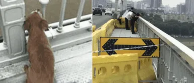 Perrito sigue esperando a su dueño que lo dejó en el puente antes de matarse Perrito sigue esperando a su dueño que lo dejó en el puente antes de quitarse la vida
