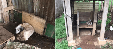 Denuncian que varios perros fueron atados y abandonados sobre una mesa Denuncian que varios perros fueron atados y abandonados sobre una mesa