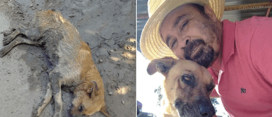 Hombre rescata y adopta a un perro callejero que dormía en el barro Hombre rescata y adopta a un perro callejero que dormía en el barro