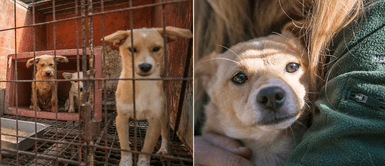 Cachorra fue rescatada de una granja donde asesinan perros para vender su carne Cachorra fue rescatada de una granja donde asesinan perros para vender su carne