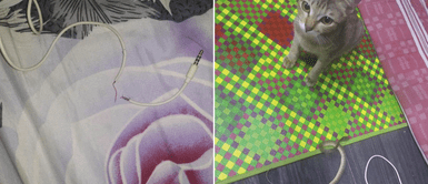 Gato dañó los audífonos de su dueño y quiso compensarlo trayendo una serpiente Gato dañó los audífonos de su dueño y quiso compensarlo trayendo una serpiente