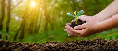 También hay mayor preocupación por las emisiones al realizar una cremación y el cuidado del agua al regar áreas verdes en cementerios. Una despedida verde: Tendencias ecoamigables en el sector funerario