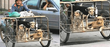 Anciano reciclador sale a trabajar acompañado de sus tres perritos: Anciano reciclador sale a trabajar acompañado de sus tres perritos: "Los más leales"