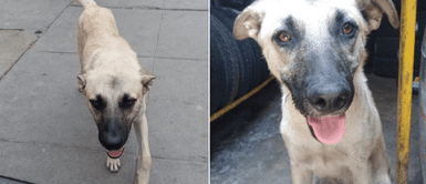 UNMSM: Perrito busca nuevo hogar antes de ser abandonado por su dueño: UNMSM: Perrito busca nuevo hogar antes de ser abandonado por su dueño: "Ya no lo quiero"