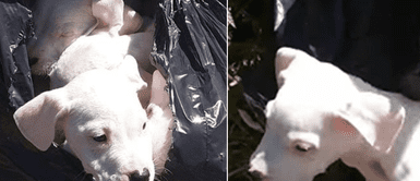 Denuncian que ocho cachorros fueron abandonados en una bolsa por su dueño Denuncian que ocho cachorros fueron abandonados en una bolsa por su dueño