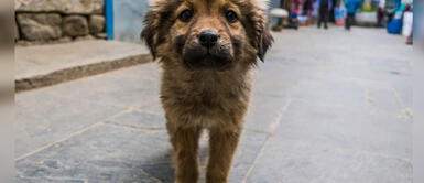 Cómo rescatar a un perro en estado de abandono paso a paso ¿Cómo rescatar a un perro abandonado? AQUÍ te enseñamos
