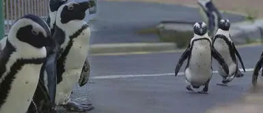 Pingüinos se apoderaron de Ciudad del Cabo por la pandemia. Libres en el “año que la tierra cambió” Pingüinos se apoderaron de Ciudad del Cabo por la pandemia