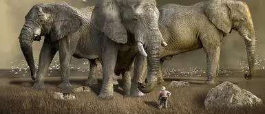 Un cazador ilegal murió aplastado por una estampida de elefantes Un cazador ilegal murió aplastado por una estampida de elefantes